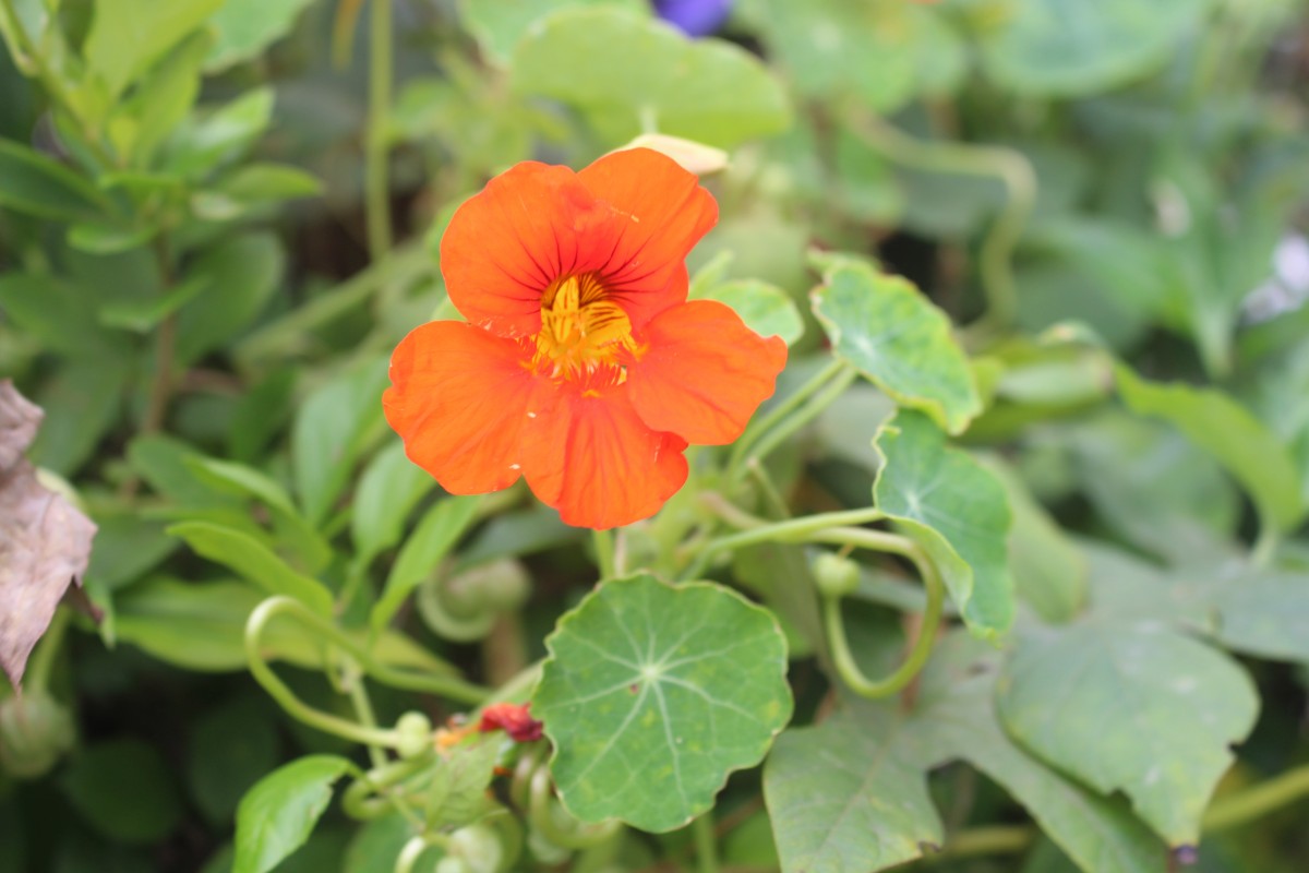 Tropaeolum